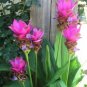 Pink Curcuma Bonsia Flower 400 Seeds