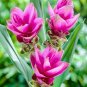 Pink Curcuma Bonsia Flower 400 Seeds