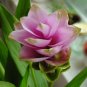 Pink Curcuma Bonsia Flower 400 Seeds