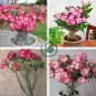 Desert Rose 2 Seeds
