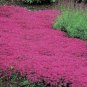 Climbing plant Creeping Thyme 410 Seeds