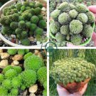 Monanthes Polyphylla 200 Seeds