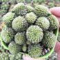 Monanthes Polyphylla 200 Seeds