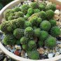 Monanthes Polyphylla 200 Seeds