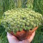 Monanthes Polyphylla 200 Seeds