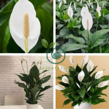 Spathiphyllum 200 Seeds