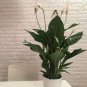 Spathiphyllum 200 Seeds