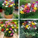 Freesia Bonsai Garden 400 Seeds