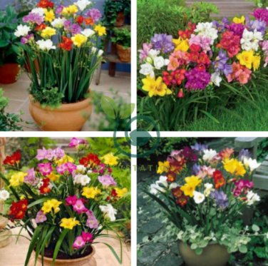 Freesia Bonsai Garden 400 Seeds