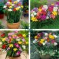 Freesia Bonsai Garden 400 Seeds