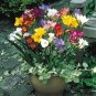 Freesia Bonsai Garden 400 Seeds