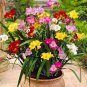 Freesia Bonsai Garden 400 Seeds
