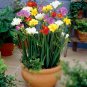 Freesia Bonsai Garden 400 Seeds