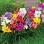 Freesia Bonsai Garden 400 Seeds
