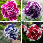 Mixed Color Flower Petunia Bonsai Exotic 200 Seeds