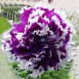 Mixed Color Flower Petunia Bonsai Exotic 200 Seeds