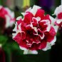 Mixed Color Flower Petunia Bonsai Exotic 200 Seeds
