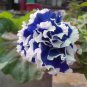 Mixed Color Flower Petunia Bonsai Exotic 200 Seeds