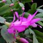 Schlumbergera Zygocactus 200 Seeds