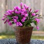 Schlumbergera Zygocactus 200 Seeds