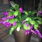 Schlumbergera Zygocactus 200 Seeds