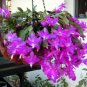 Schlumbergera Zygocactus 200 Seeds