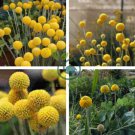 Craspedia Globosa 200 Seeds