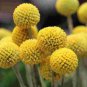 Craspedia Globosa 200 Seeds