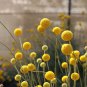 Craspedia Globosa 200 Seeds
