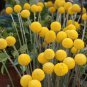 Craspedia Globosa 200 Seeds