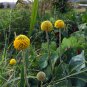 Craspedia Globosa 200 Seeds