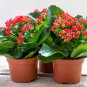 Winter Pot Kalanchoe Bonsai Longevity Flower 200 Seeds