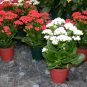 Winter Pot Kalanchoe Bonsai Longevity Flower 200 Seeds