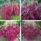 Half-Hardy Perennial Fountain Grass Pennisetum Setaceum Fireworks 400 Seeds
