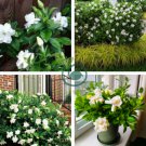 Gardenia Bonsai (Cape Jasmine) Amazing 4 Seeds