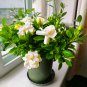 Gardenia Bonsai (Cape Jasmine) Amazing 4 Seeds