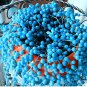 Succulents Flower Plants Beautiful 600 Seeds