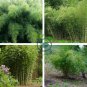 Fargesia fungosa Bamboo 40 Seeds