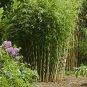 Fargesia fungosa Bamboo 40 Seeds