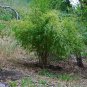 Fargesia fungosa Bamboo 40 Seeds