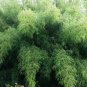 Fargesia fungosa Bamboo 40 Seeds