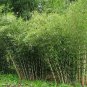 Fargesia fungosa Bamboo 40 Seeds