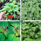 Agastache Rugosa Flower Bonsai Patchouli Flower 200 Seeds