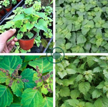 Agastache Rugosa Flower Bonsai Patchouli Flower 200 Seeds