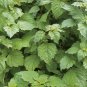 Agastache Rugosa Flower Bonsai Patchouli Flower 200 Seeds