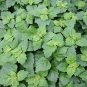 Agastache Rugosa Flower Bonsai Patchouli Flower 200 Seeds