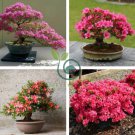 Rhododendron Flower Easy to Grow Azalea Bonsai 200 Seeds