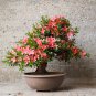 Rhododendron Flower Easy to Grow Azalea Bonsai 200 Seeds