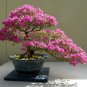 Rhododendron Flower Easy to Grow Azalea Bonsai 200 Seeds