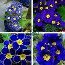 Evening Primrose Blue 400 Seeds